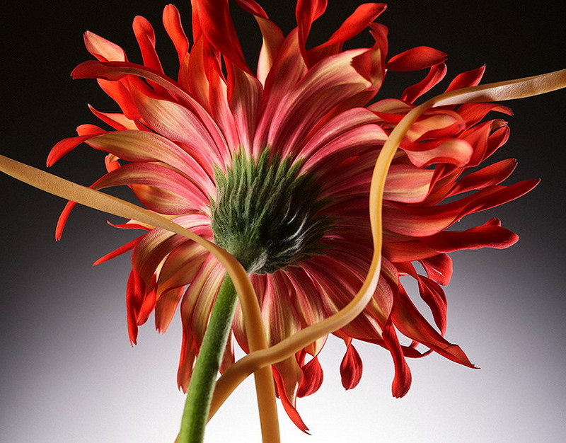 Древнеримское обручальное кольцо из золота обнаружено в Болгарии